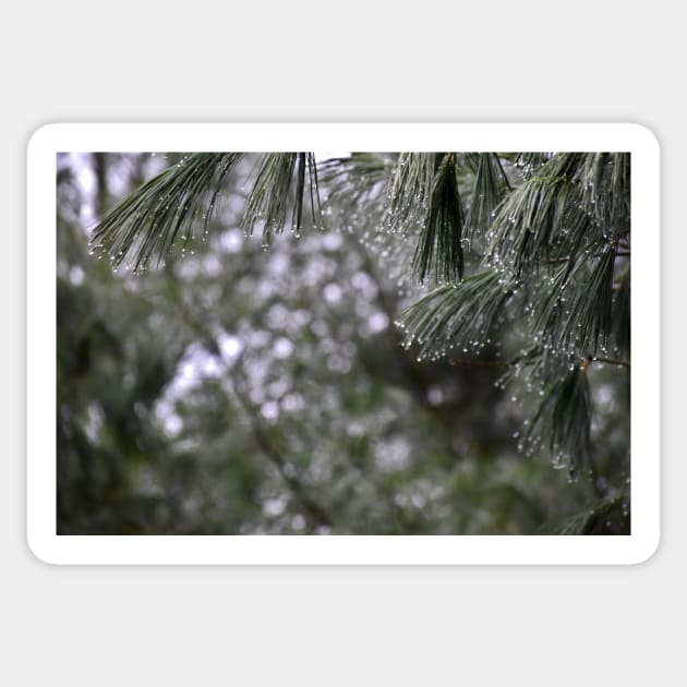 Pine Branch Border Sticker by A Thousand Words Photography